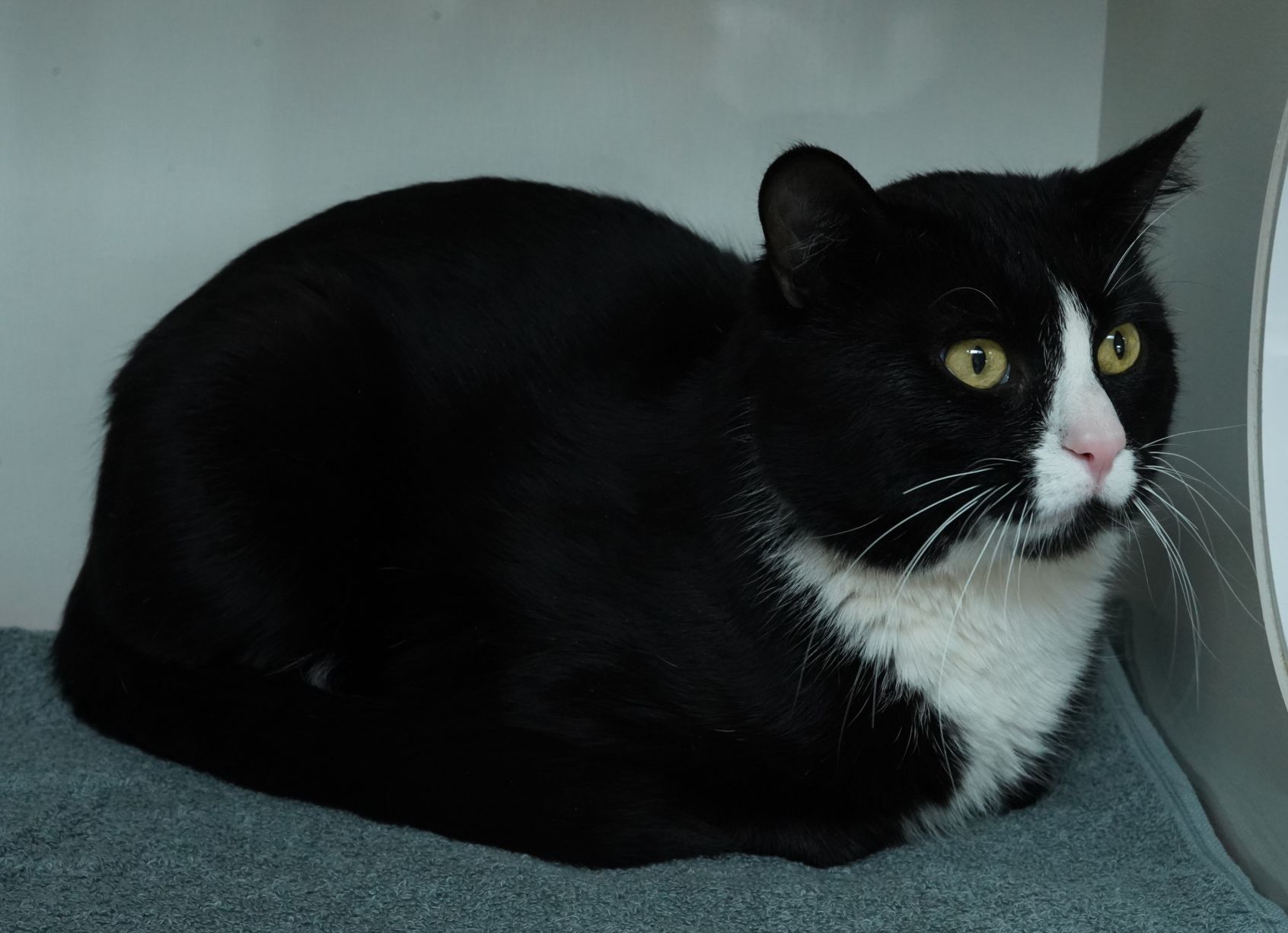 Adopt a friend: Robbie